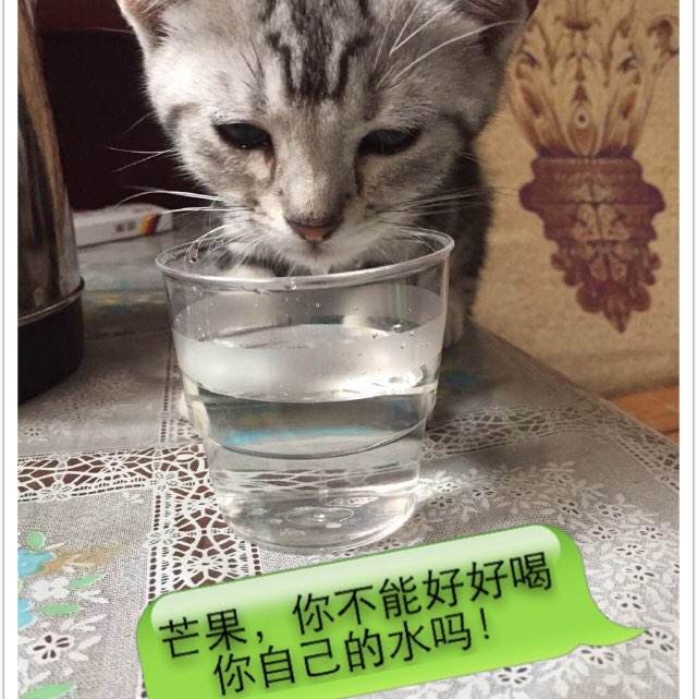 哪里能买到海布瑞学院文凭毕业证